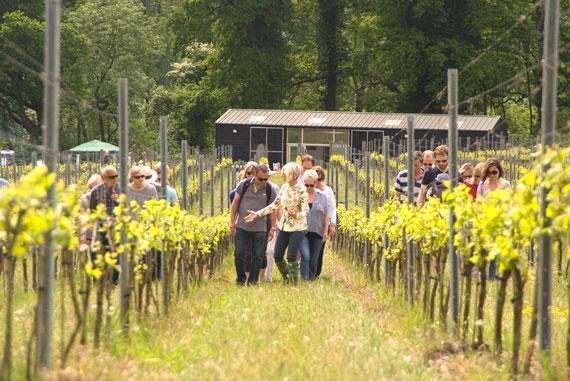 Albury Vineyard Support for Rural Tourism New