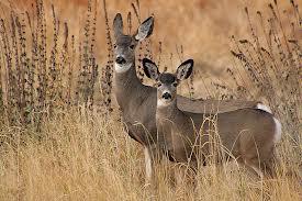 Living with Mule Deer Quick Facts: It is difficult to move deer out of areas where they are not wanted. A hungry deer will find almost any plant palatable, so no plant is deer proof.