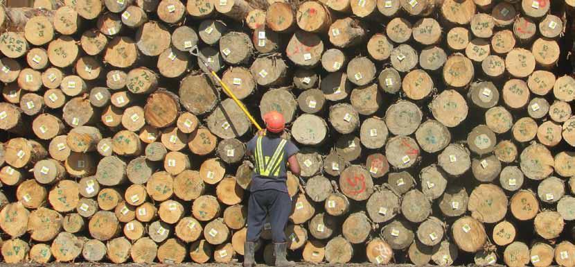 Work to date includes: conducting a feasibility study for wood processing in Tairāwhiti securing the Prime site to be recommissioned as a timber mill commencing a pilot at the Prime site applying to