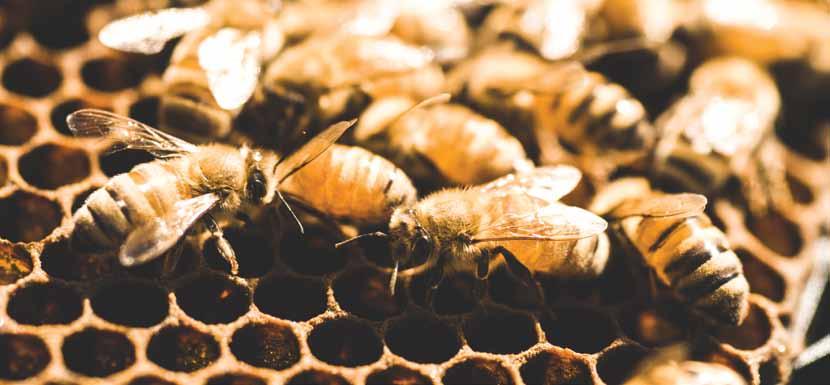 Investment in hives, extraction, processing, manufacturing and branding could generate a turnover of $60m per annum.