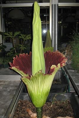 The Link Page 8 Corpse flower makes a stink at UMSL by Kylie Shafferkoetter It s stinky. It s odd looking. And it only blooms once or twice a decade.