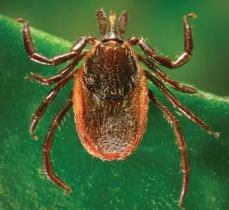 Third, blood tests for Lyme disease may be negative if performed within a few weeks of a tick bite, before antibodies to the infection have developed.