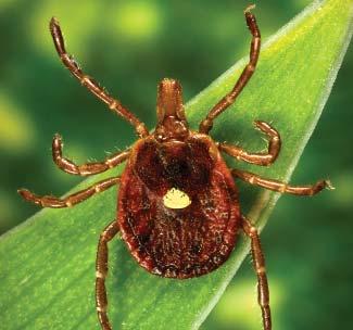 be captured in this analysis and would result in an undercount of the true number of cases of Lyme disease. In areas where B.