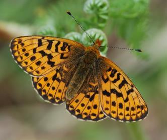 How your money helps By fundraising for Butterfly Conservation you can help prevent the