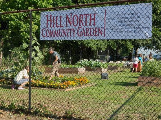 CMHC s Hill North Community Garden A collaboration of CMHC, the New Haven Land
