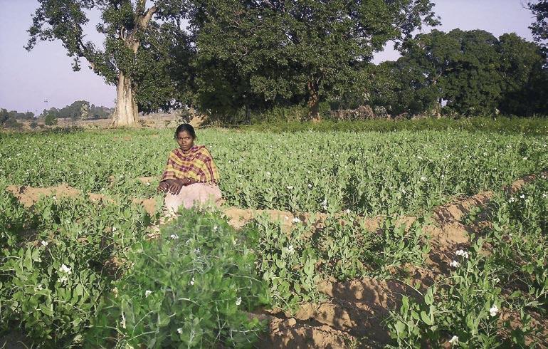 Institutional grants : Rural Livelihoods & Communities In Zone A of CInI, which comprises of Orissa, West Bengal, Jharkhand and Chhattisgarh, field projects with Professional Assistance for