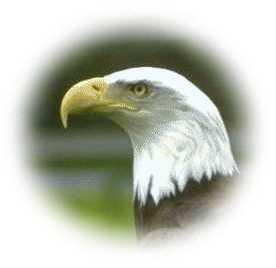 Poem Today I Am An Eagle The Old Ones tell of the nest Of the sacred bird called the Eagle Home for her eaglets sits high, Touching the sky.