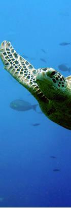 Sea Turtle Conservation and Sustainable Fishing Fisheries bycatch (marine species caught unintentionally while catching certain target species) is a global threat to sea turtles, which suffer the