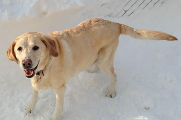 Animal Shelter News On February 2, 2015 during one of this year s numerous blizzards, Animal Control received a call from a Good Samaritan who had taken in a dog that wandered into her yard during