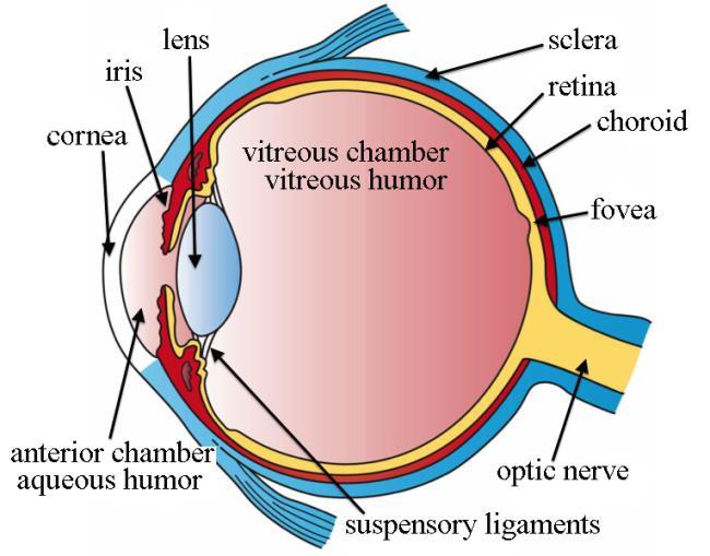 Surgery: Surgery is the only way to restore vision by replacing the cloudy lens (cataract) with an artificial lens (implant) inside the eye.