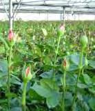 The project is declared as India's first Agri Export Zone (AEZ) for cut roses. Cluster model based on Agrexco, Israel.
