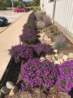 4.2 RAIN GARDEN Ideal for both residential and commercial properties.