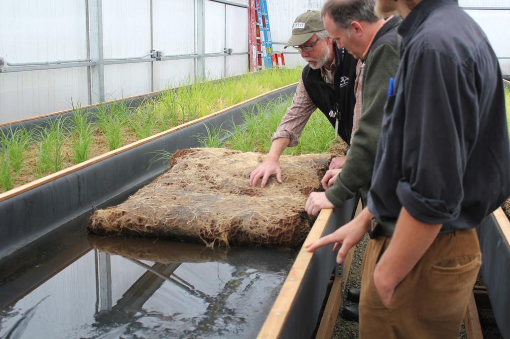 In this photo, partners look at the roots of emergent plants that have grown through to the underside of a mat. Photo by SPP staff.