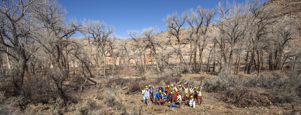 Canyon Country Youth Corps, Southwest Conservation Corps and Western Colorado Conservation Corps collaborated to remove invasive tamarisk plants from the banks of the Dolores River.