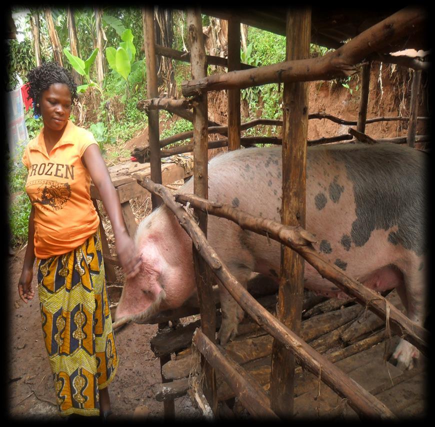 Pigs for Peace (PFP): Pigs as Productive Asset Pigs can be bred, raised and sold by rural women and men Consume a wide variety of food found in area Do