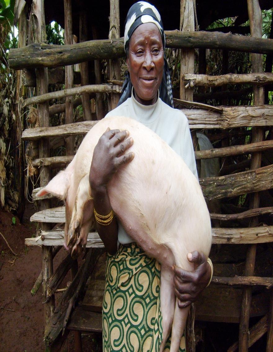 I will care for this pig like my child, as it is my future Does Livestock Microfinance (Pigs for