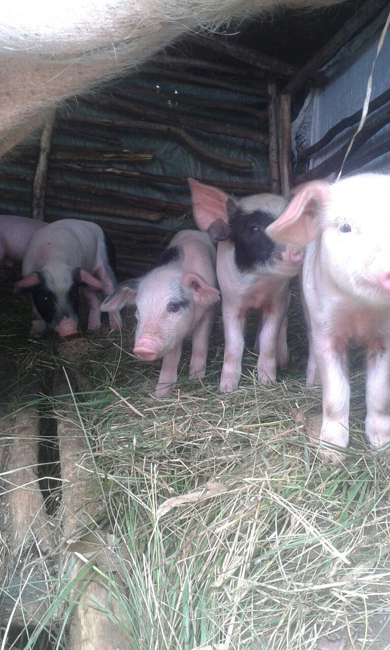 Pigs for Peace (PFP): Livestock Microfinance Program for Empowerment of Vulnerable Rural Families