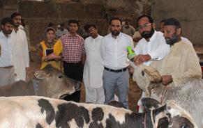 Agriculture Innovation Program (29 districts of Punjab and Sindh, October 2014 to September 2018) Livestock Deworming Campaign under Rural Women Economic Empowerment (WEE) Project, Vehari, Punjab is