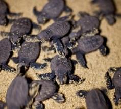 information on where, when and why turtles use coastal marine areas.