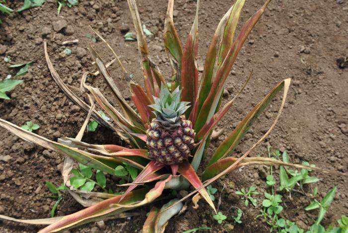 CASE STUDIES Pineapple & Dragonfruit Connection to Burke Agro to produce
