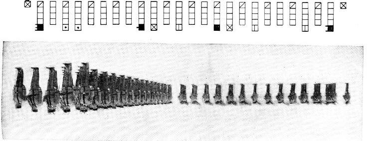 THIRD MOVEMENT TO CHANGE FROM LINE TO COLUMN AND MOVE FORWARD Being in line, to form column of squads and move forward: 1. Right (left) by squads, 2. MARCH.