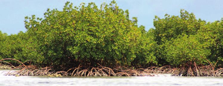 WWF is in partnership with the Global Environment Facility (GEF) funded project, developing a generalizable approach to assessing vulnerability Mangroves plants of coastal and critically important