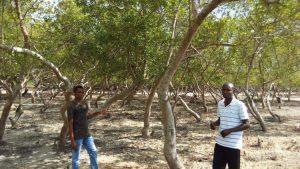 Success Story of Mikoko Pamoja - mangroves together 1 st community carbon project in