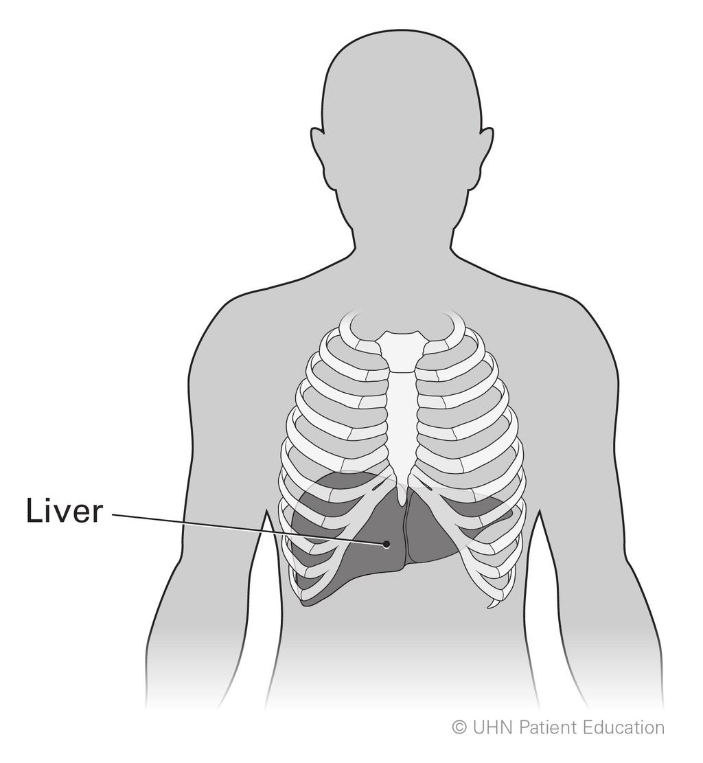Where is my liver? Your liver is in your abdomen, below your diaphragm. It is on the right side, behind the ribs. What is a liver biopsy? A liver biopsy is a minor procedure.
