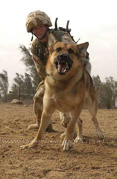 The dogs are used to protect camps, detect drugs and any form of explosives