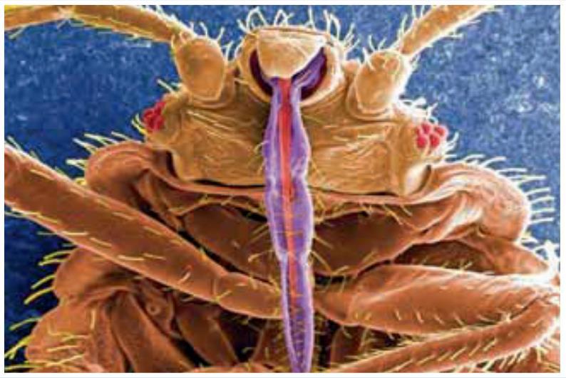 London School of Hygiene and Tropical Medicine: Control of Insects that Harm Human Health HEIF funding used for business development and innovations incubator Arthropod Control Product Test Centre:
