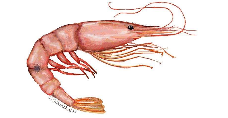 They re most abundant off southwestern Florida and the southeastern Gulf of Campeche. Young pink shrimp live in estuarine areas with marsh grasses that provide food and shelter.