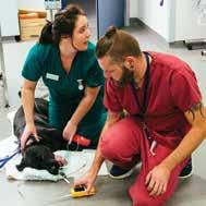The Mind Matters Initiative was launched to help address mental health and wellbeing issues across the veterinary team.