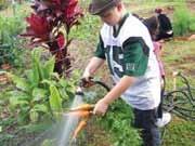 The Maui Farm Mark Vaught The Maui Farm began as group foster care, where youth cared for gardens and animals as a means of