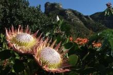 Tourism: Kirstenbosch - The most beautiful garden in Africa.