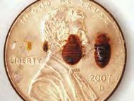 indoors under carpet edges and along baseboards and walls BED BUGS All it takes is one bed bug