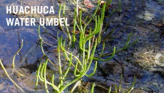 ESA, THE FORT, AND OUR COMMUNITY San Pedro River designated as a critical habitat for the Huachuca Water Umbel.