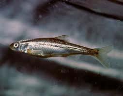 list. Recently avoided another critical habitat designation for two endangered fish.