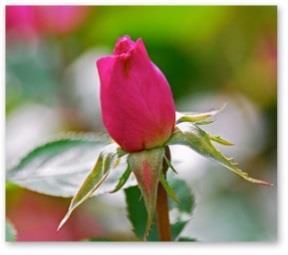 God's Rosebud A new minister was walking with an older, more seasoned minister in the garden one day.