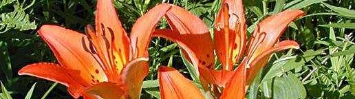 Saskatchewan Prairie Lily Create Story January 31, 2018 CONTENT HERE PC Message Welcome to the first edition of the new Prairie Lily for Guiders format.