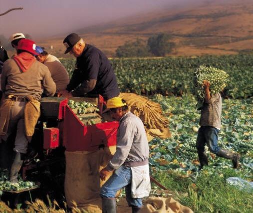 migrant or seasonal farmworker May be in