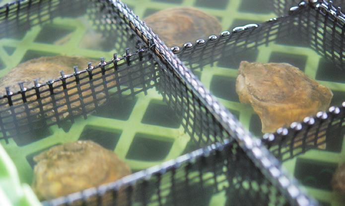Now, Supan is engaging in technology transfer to help other bivalve hatcheries and farms and to expand available broodstock for triploid production across the Gulf of Mexico.
