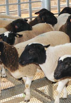 For this purpose, 60 Animal Production Units (APU) for Dorper sheep are being built in Batu 8, of which 30 APUs were already completed as at