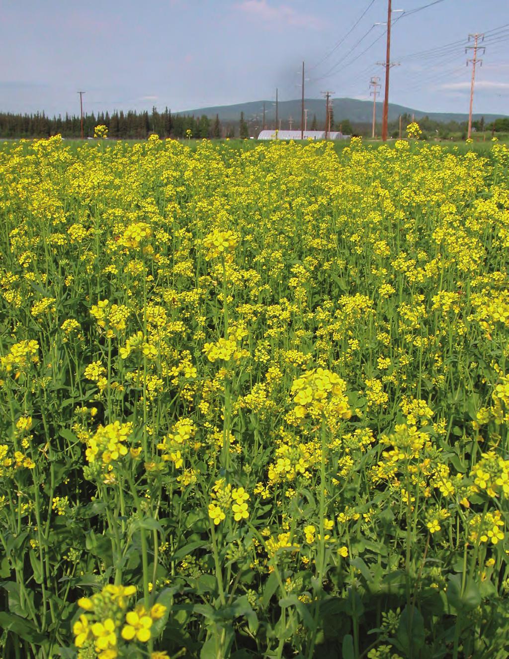 DELTANACanola DEVELOPED AT UAF UAF School of Natural Resources and Extension 2014 < Delta Junction farmer Bryce Wrigley tested Deltana last summer on five acres, with a comparison trial of five acres