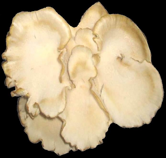 minimizing the cultivation cost for Oyster mushroom so that small and marginal farmers can cultivate this most nutritious and easy to cultivate mushroom for the dual purpose of their own