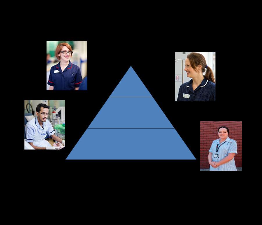 Hierarchy of the nursing team Matron / Lead Nurse