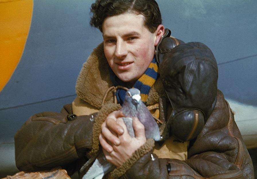 (Refer to photos showing Air Crew members holding homing pigeons).