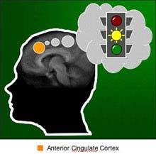 THE OOPS CENTER Learned Predictions of Error Likelihood in the Anterior Cingulate Cortex :