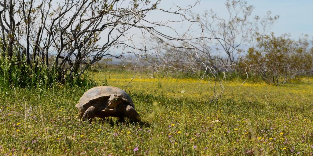 DTPC MISSION STATEMENT The Desert Tortoise Preserve Committee is dedicated to the recovery and conservation of the Desert Tortoise (Gopherus agassizii) and other rare and endangered species