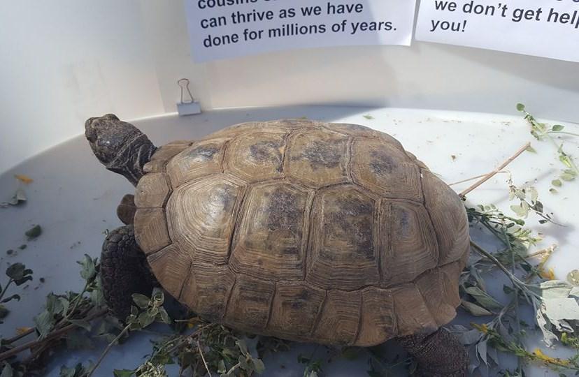 Presentations were given to the California Turtle & Tortoise Club of Chino Hills, as well as several