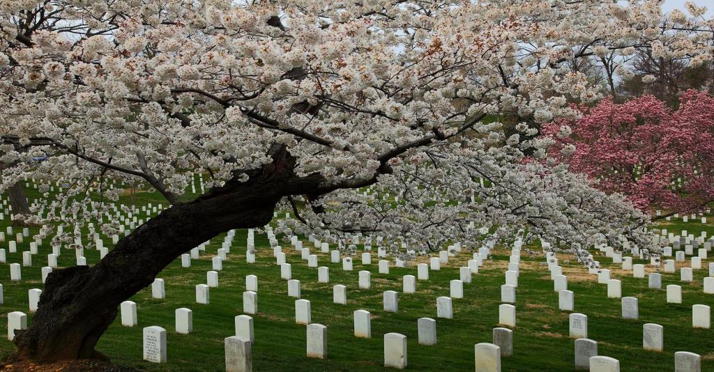 Arlington Cemetery NAME & Sam Hopkins, III